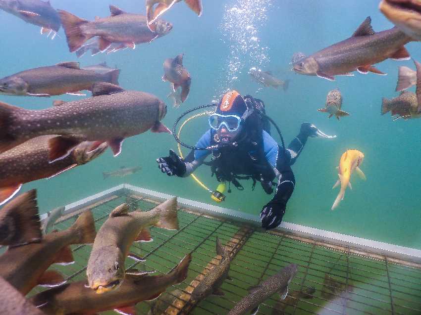 Merülés a Grüblsee Alpesi akváriumban