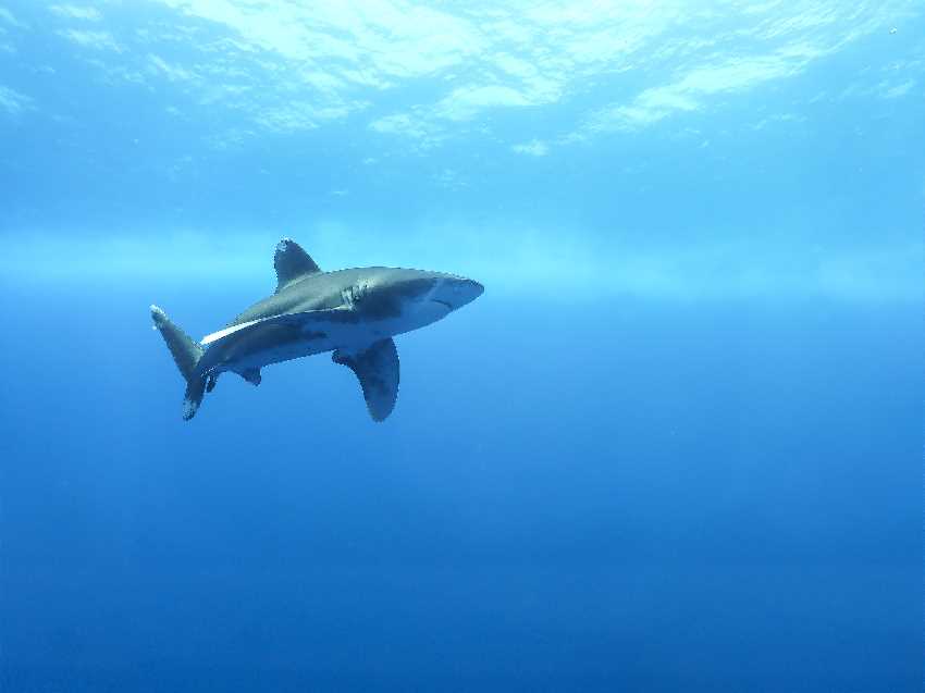 Ismét lehet merülni a Brothers szigeteknél