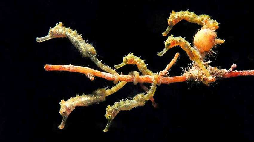 Nézegess nyertes víz alatti képeket