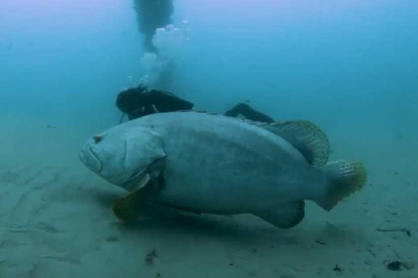 Óriás sügér ami valóban óriási volt