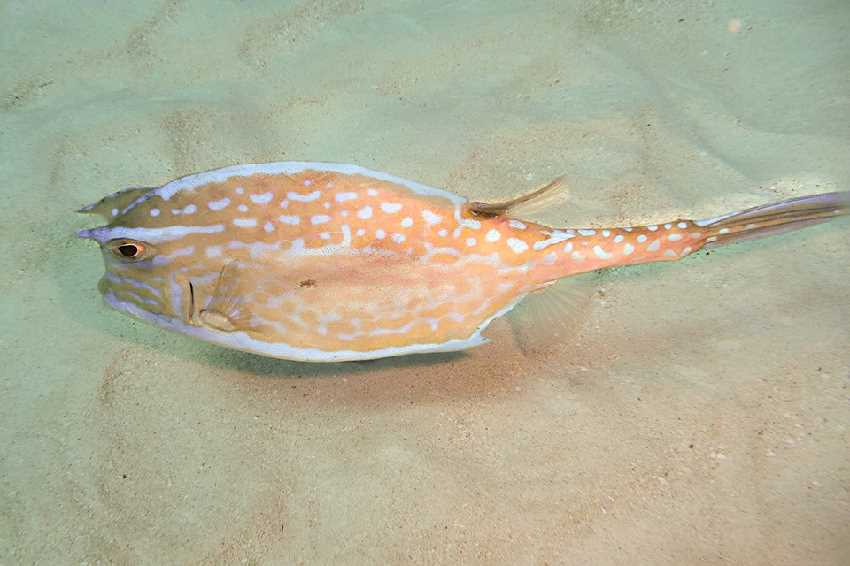 Élet a víz alatt 5 - Tehénhal