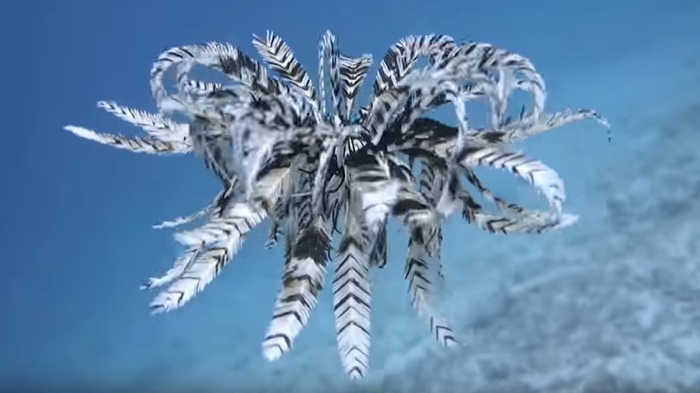 Élet a víz alatt 1 - Tengeri liliom