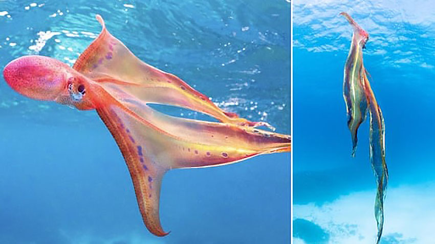 Különleges poliptáncot vettek videóra a nagy-korallzátonynál