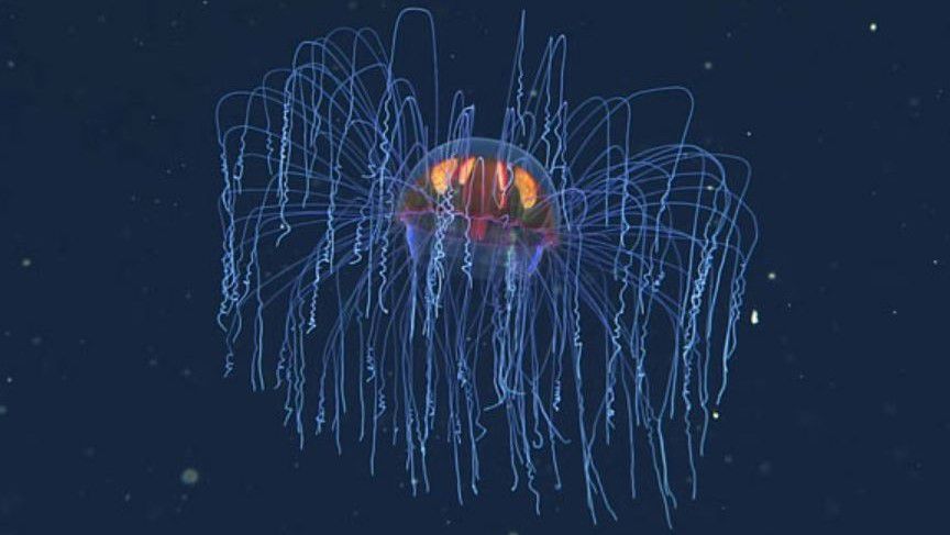 Pszichedelikus medúza