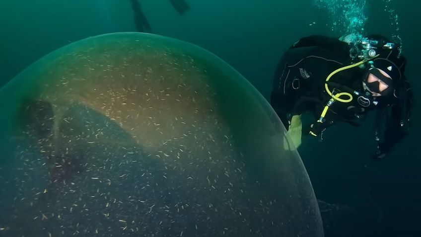 A rémisztő Kraken tojását találták meg a tengerben? A búvárok elszörnyülködtek!