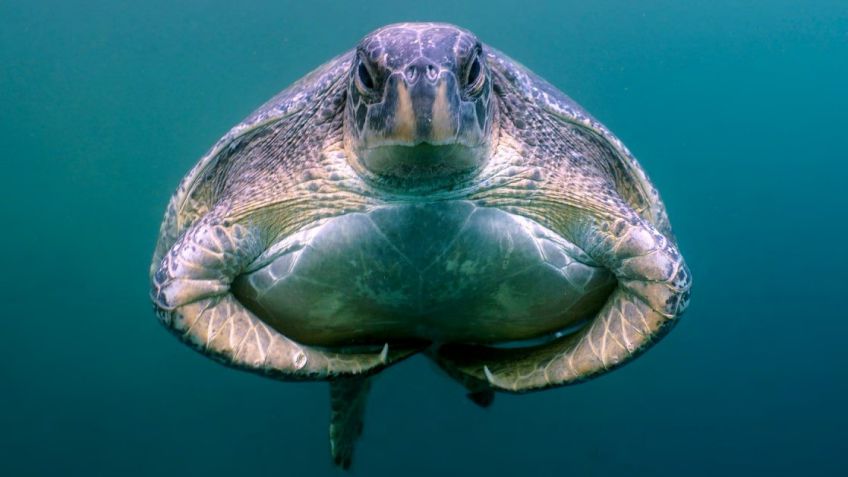 Megjelent az Underwater Photography magazin 125. száma