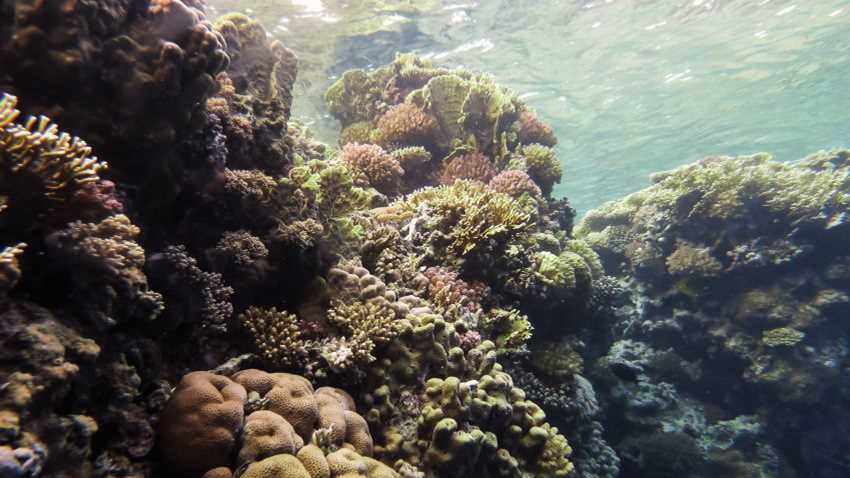 Tengerfenék színesben