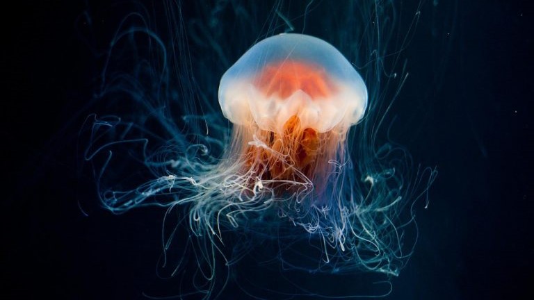 Medúza
