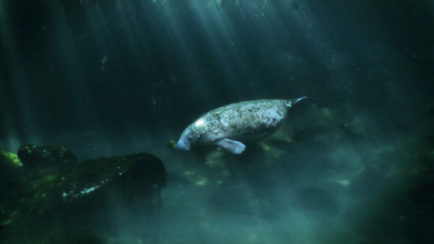 Lamantinok Mexikóban