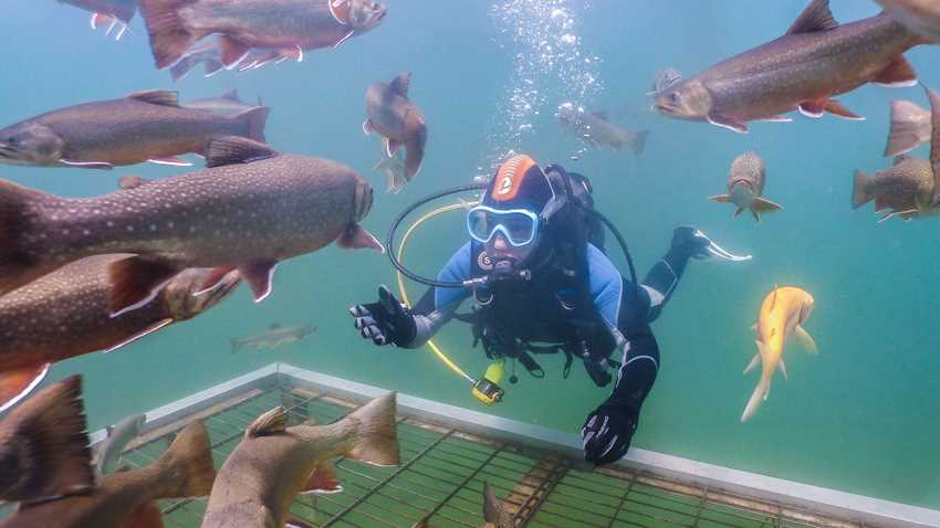 Grüblsee Alpenaquarium