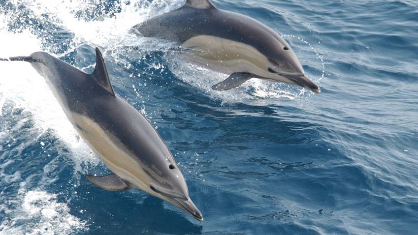 Delfinek