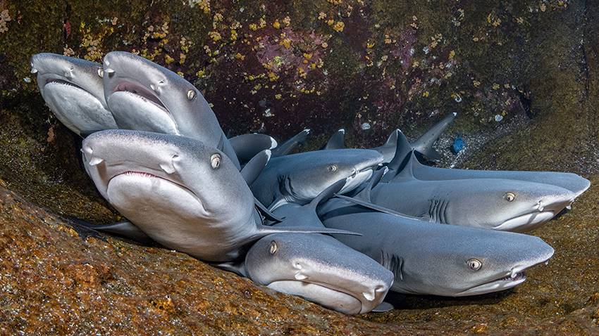 Fehéruszonyú szirtcápák