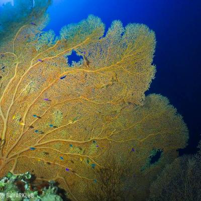 2021-es mélydéli szafari víz alatti fotók